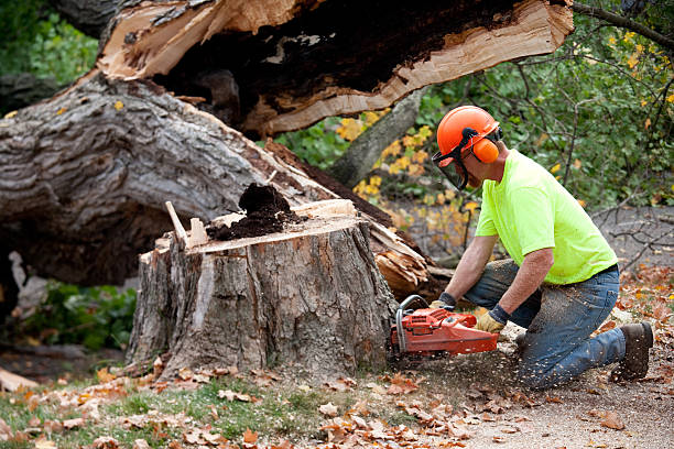 Best Tree Disease Treatment  in Trenton, GA